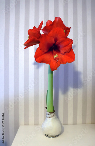 Amaryllus flower diped with wax and striped wallpaper in the background. photo