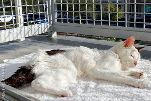 Pretty Cat Sleeping on a White Mat on a Sunny Urban Deck