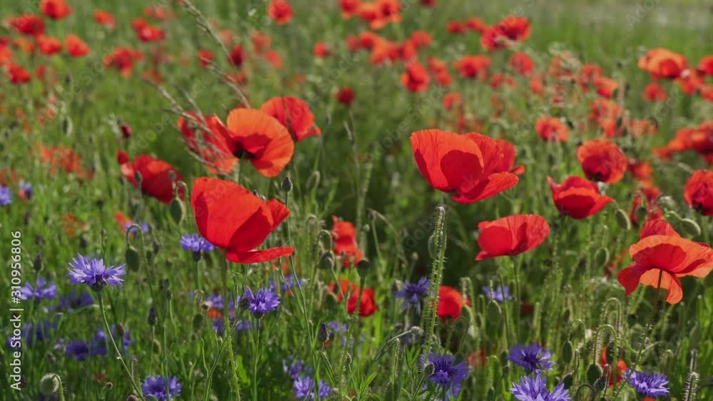 Blooming field poppies in the rising sun. Insects on wildflowers. Blooming field poppies in the rising sun. Insects on wildflowers.