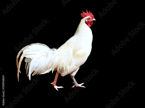 Wallpaper Mural  White hen or rooster isolate on blackbackground.close up portrait of bantam chicken isolated.File contains a clipping path. Torontodigital.ca