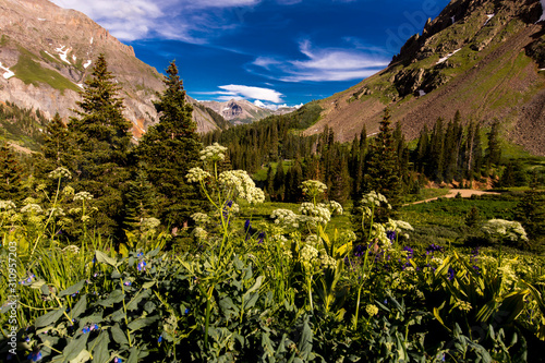 Scenic beauty in summer spring of wildflowers and mountains, Yankee Boy Basin, Ouray Colorado photo