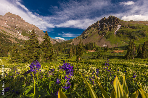 Scenic beauty in summer spring of wildflowers and mountains, Yankee Boy Basin, Ouray Colorado