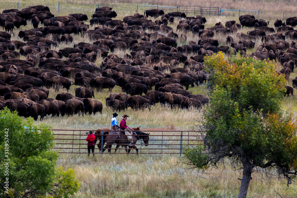 Fototapeta premium Annual Custer State Park, South Dakota, Buffalo Roundup