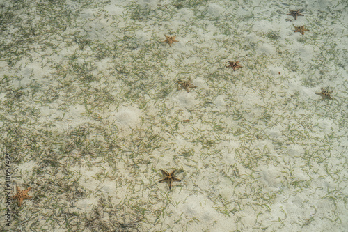 Starfish on the bottom of the Celebes Sea © ellinnur