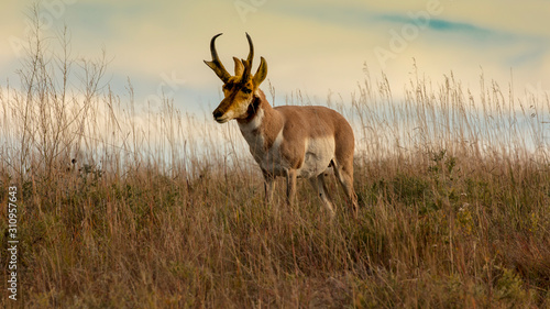 Pronghorn Antelope fastest animal in North America, Custer State Park, South Dakota photo
