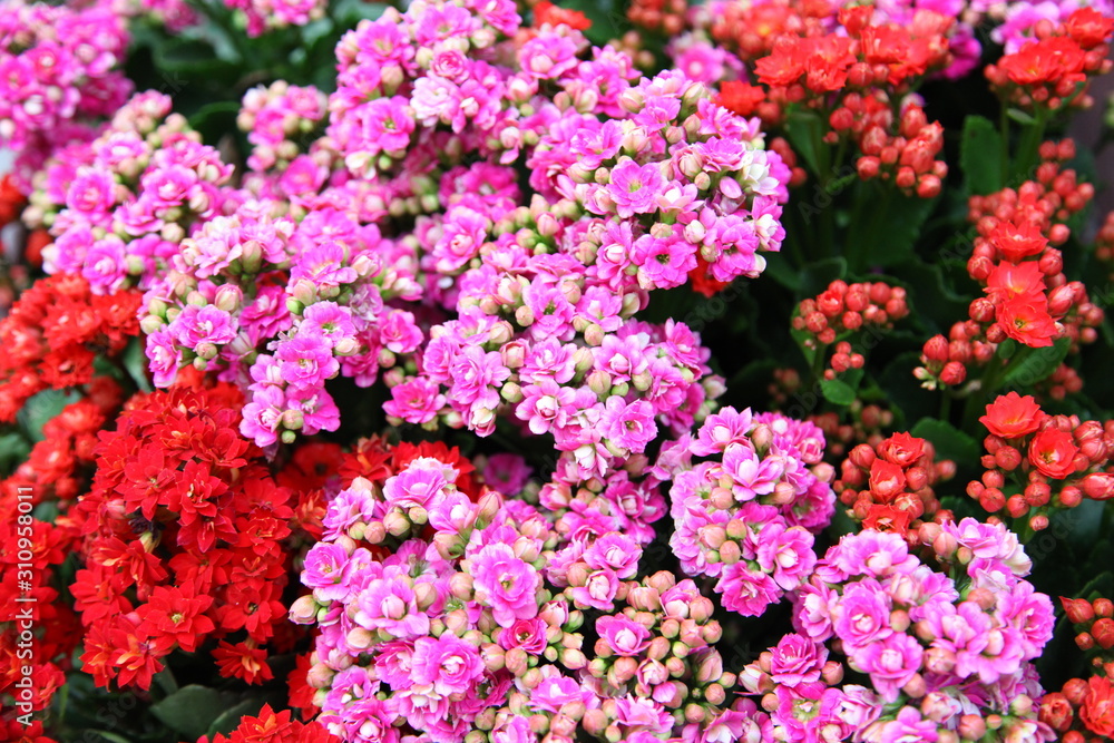 Brilliant pink colored blooms of Flaming Katy, Christmas Kalanchoe Brilliant pink colored blooms of Flaming Katy, Christmas Kalanchoe