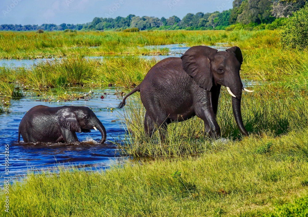 A mother African elephant leads her wet baby out of the water and onto a grassy shore, after swimming across a river in the lush, green Okavango Delta in northern Botswana.