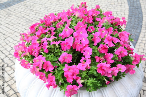 pink petunia in garden