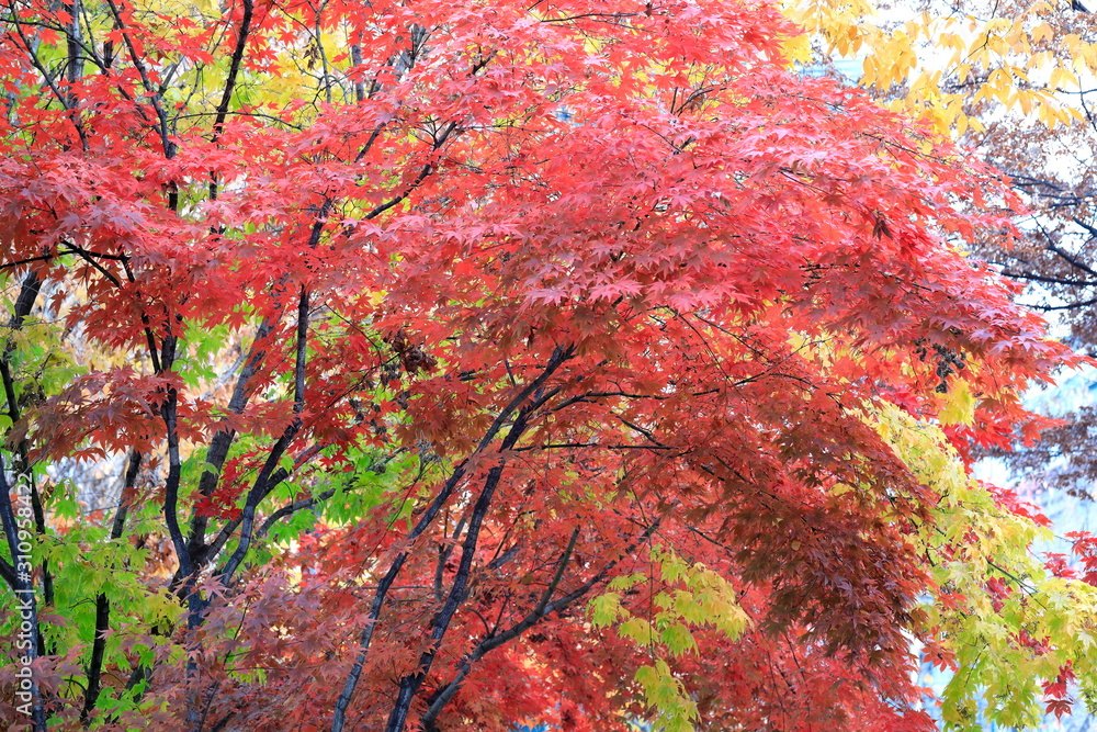 한국의 아름다운 가을 단풍