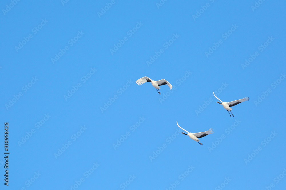 Obraz premium タンチョウヅル