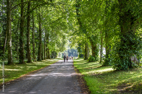 Tree lined driveway photo