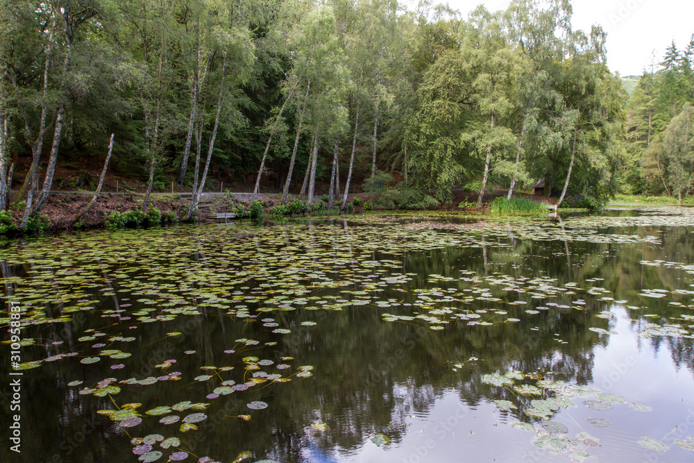 Obraz premium Tay forest park