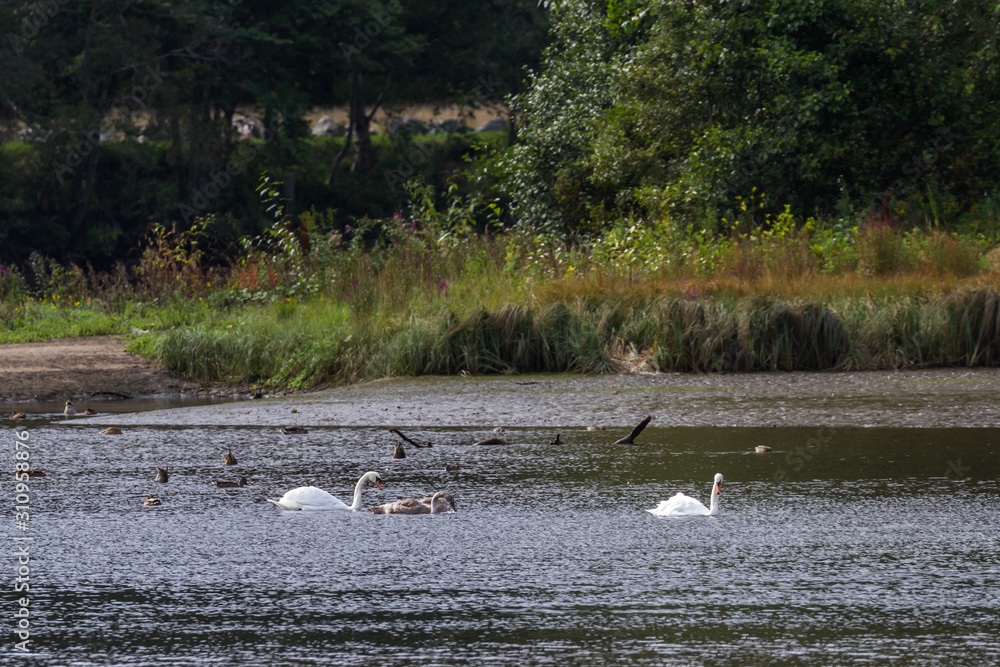 Swans in a pond Swans in a pond