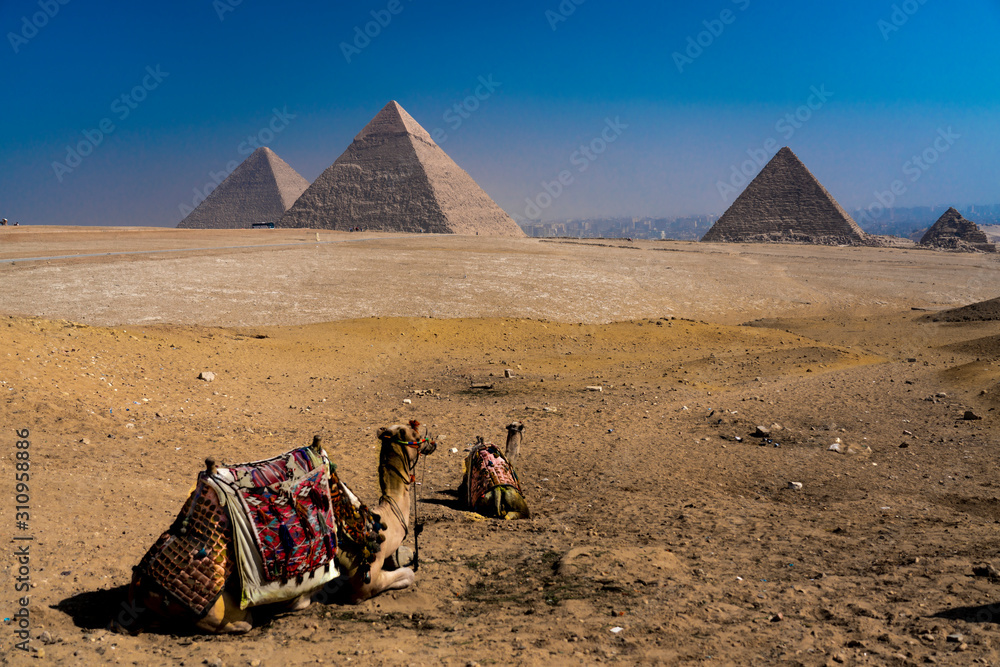 Fototapeta premium Camel and Great Pyramids of Giza, Cairo, Egypt
