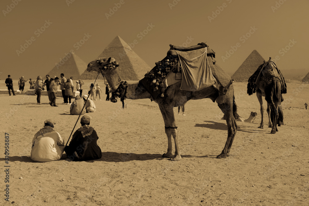Fototapeta premium Camel and Great Pyramids of Giza, Cairo, Egypt