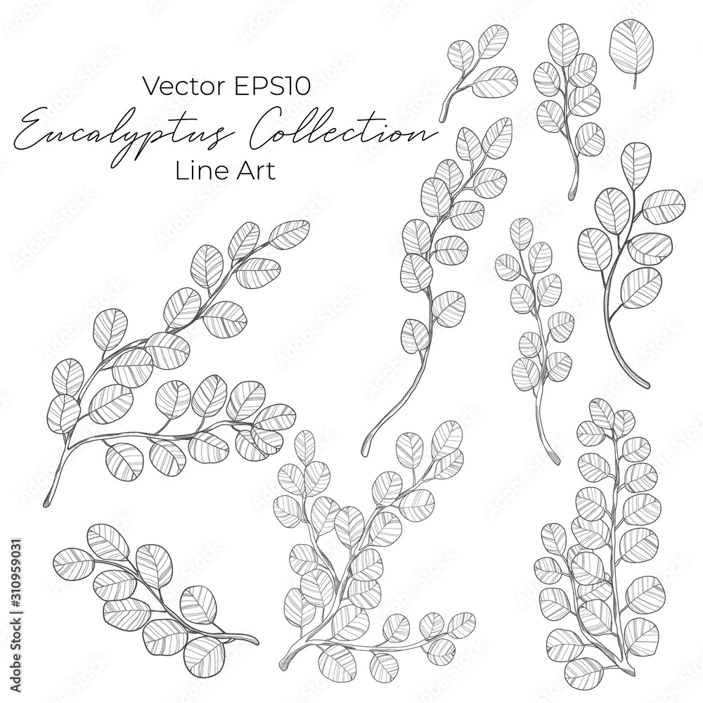 Eucalyptus branch and leaves collection. vector black and white line art illustration. Isolated on white background. Best for designs prints, banners or wedding invintation. Eucalyptus branch and leaves collection. vector black and white line art illustration. Isolated on white background. Best for designs prints, banners or wedding invintation.