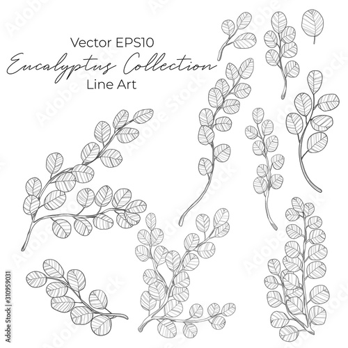 Eucalyptus branch and leaves collection. vector black and white line art illustration. Isolated on white background. Best for designs prints, banners or wedding invintation.