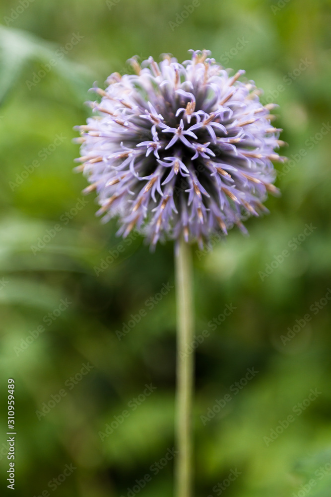 Small globe Thistle Small globe Thistle