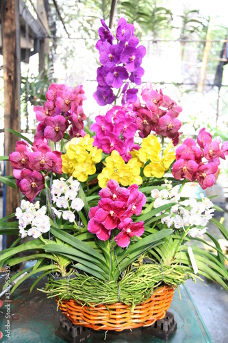 Fototapeta Naklejka Na Ścianę i Meble -  Colorful orchid flowers