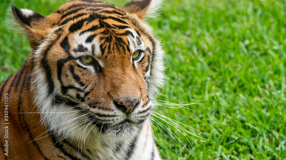 Fototapeta premium Sumatran tiger face close up left of frame looking to right