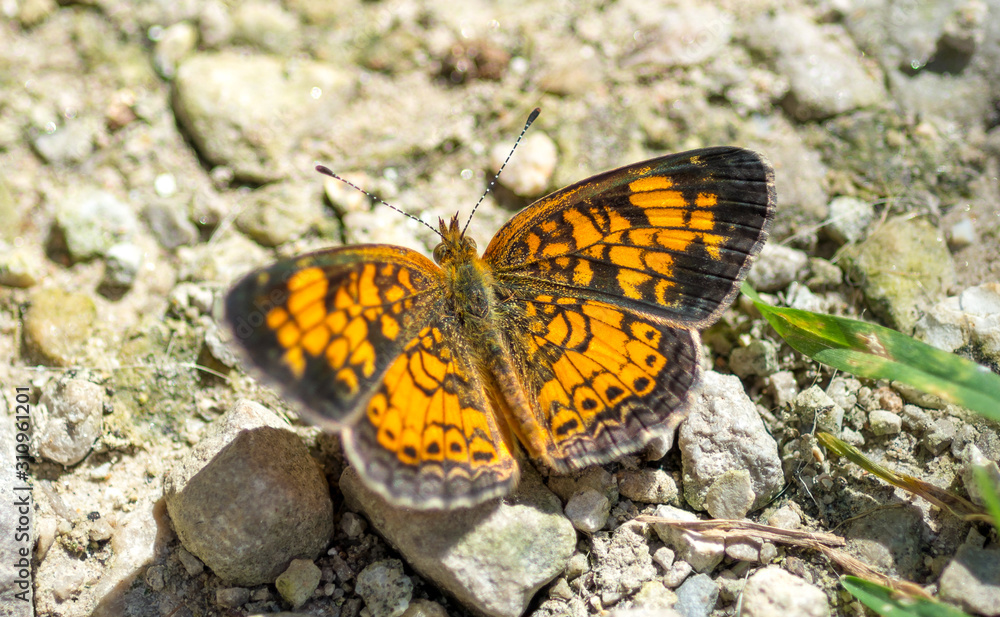 Pearl Crescent Butterfly (Phyciodes tharos) Pearl Crescent Butterfly (Phyciodes tharos)
