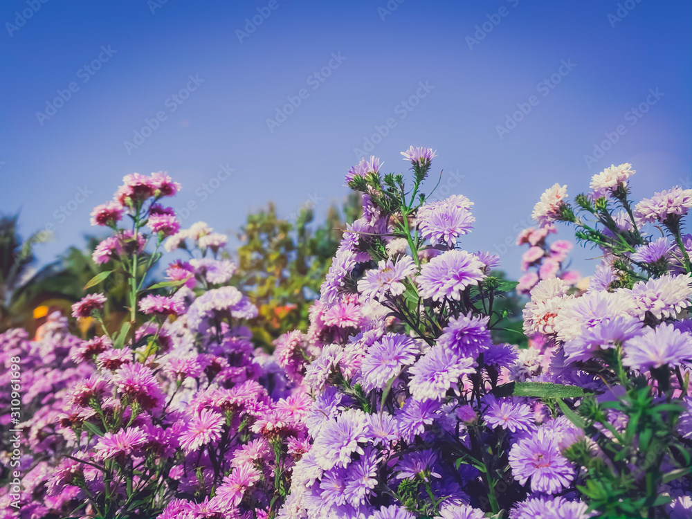 Beautiful blooming flowers in the garden nature landscape backgrounds