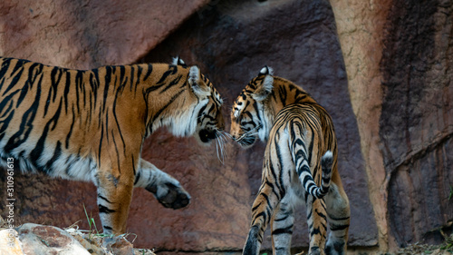 Sumatran tiger pair look set to fight
