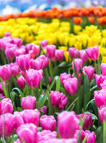 Colorful tulip flower garden  pink yellow and orange