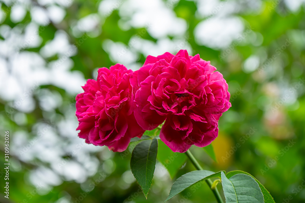 Close up deep pink rose flower with blur background. Close up deep pink rose flower with blur background.