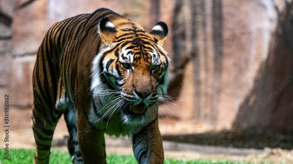 Sumatran tiger walking with head down Sumatran tiger walking with head down