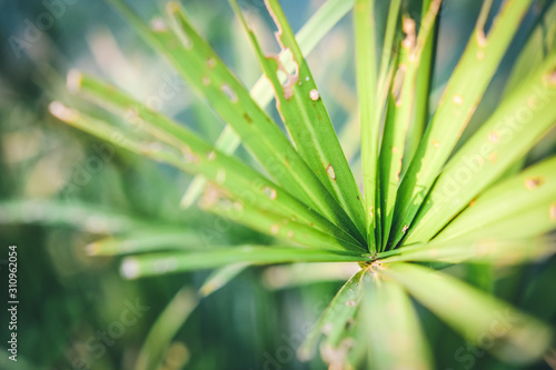 close up green leaf background lady palm or Bamboo palm leaf (Rhapis exclesa, PLAMAE) photo