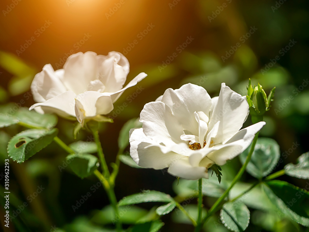 Close up mini white Fairy Rose flower Close up mini white Fairy Rose flower