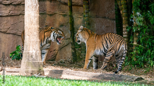 Foto Two Sumatran tigers facing off with one very vicious face