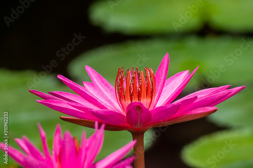 Close up of deep pink waterlily flower with leaves.