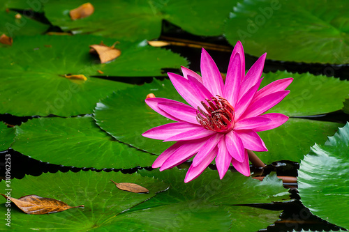 Close up of deep pink waterlily flower with leaves.