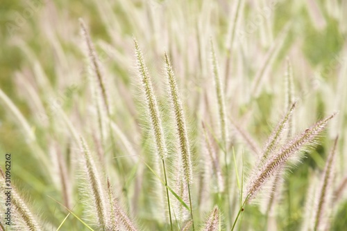 field of wheat with grass flowers