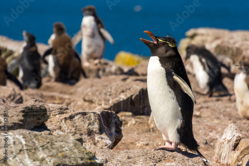 Rock-hopper penguin colony on Falkland Islands near Stanley