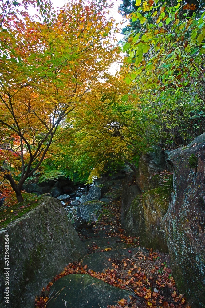 秋の山の渓谷の紅葉