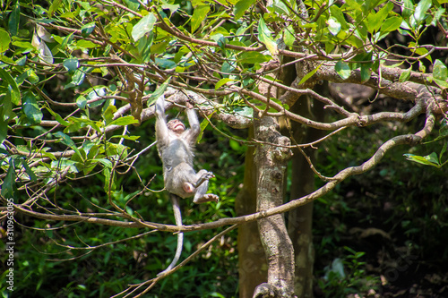 monkey swinging on branch of tree © MonicaPriscilla