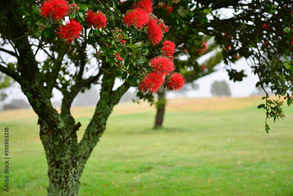 Fototapeta premium Pohutukawa flowers covered with raindrops in the fog