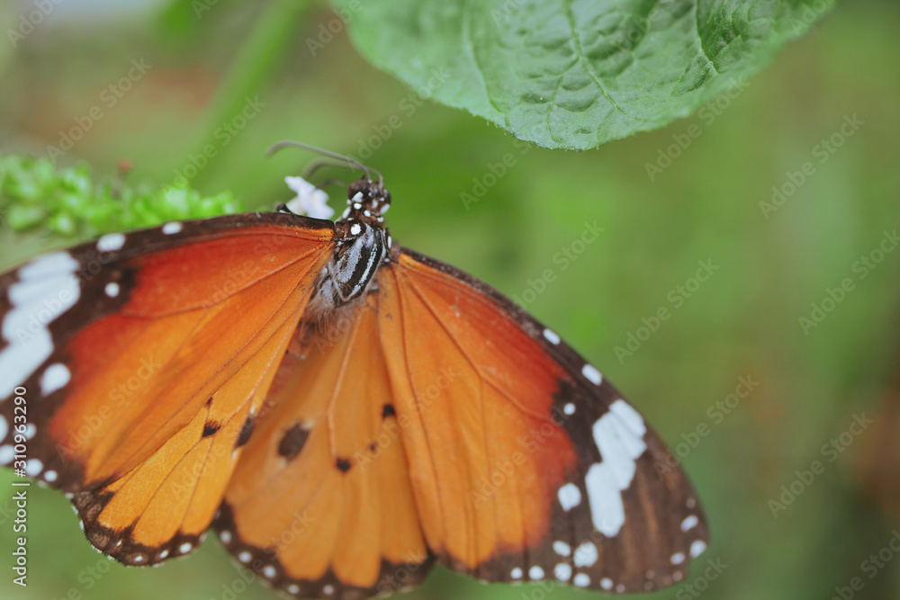 beautiful orange butterfly on blossom flower in the morning beautiful orange butterfly on blossom flower in the morning