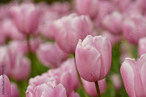 spring flowers wallpaper - Spring nature background for web banner and card design