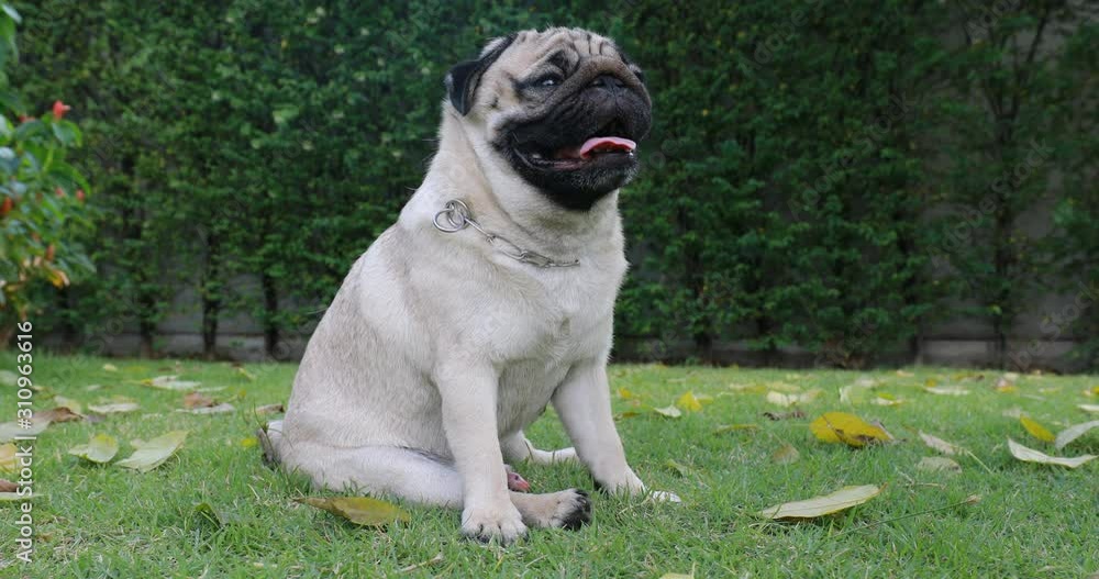 Happy dog pug breed smile with funny face on green grass in garden,Purebred pug dog healthy Concept Happy dog pug breed smile with funny face on green grass in garden,Purebred pug dog healthy Concept