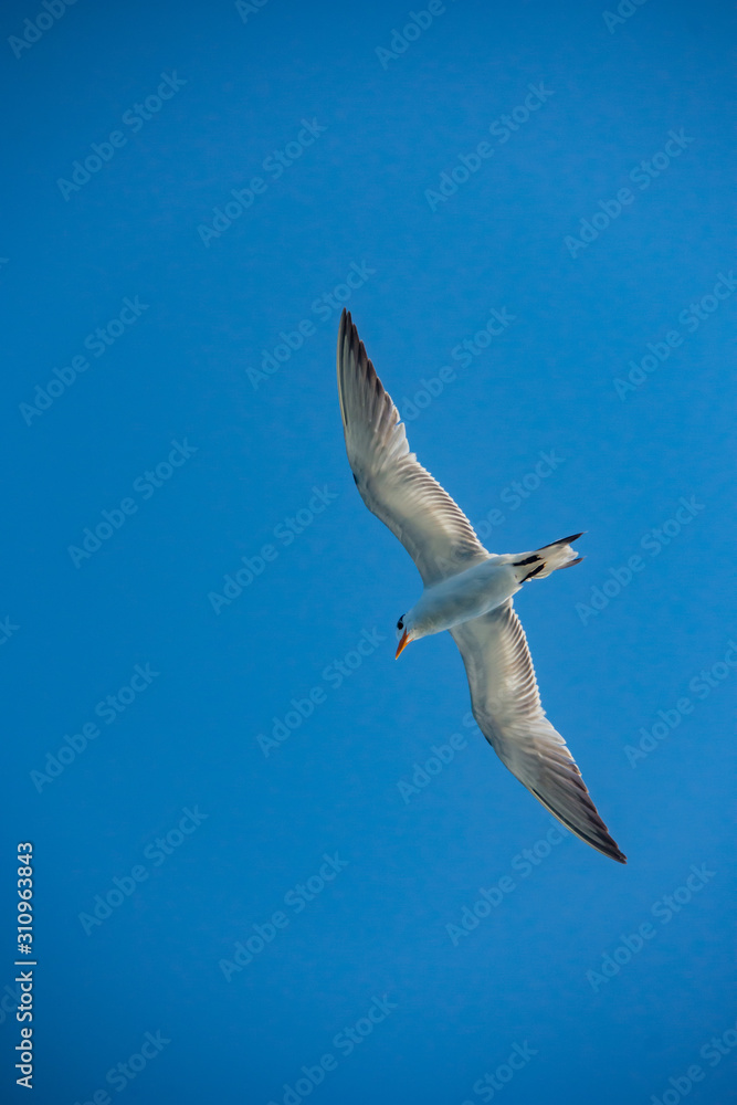 Obraz premium Seagull Wing Span