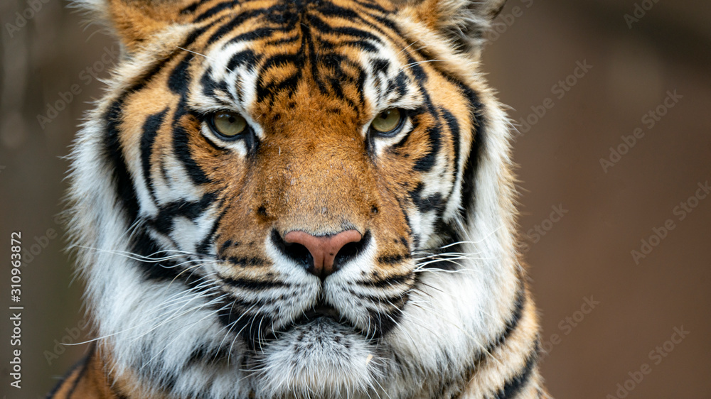 Sumatran tiger head shot looking just off camera Sumatran tiger head shot looking just off camera