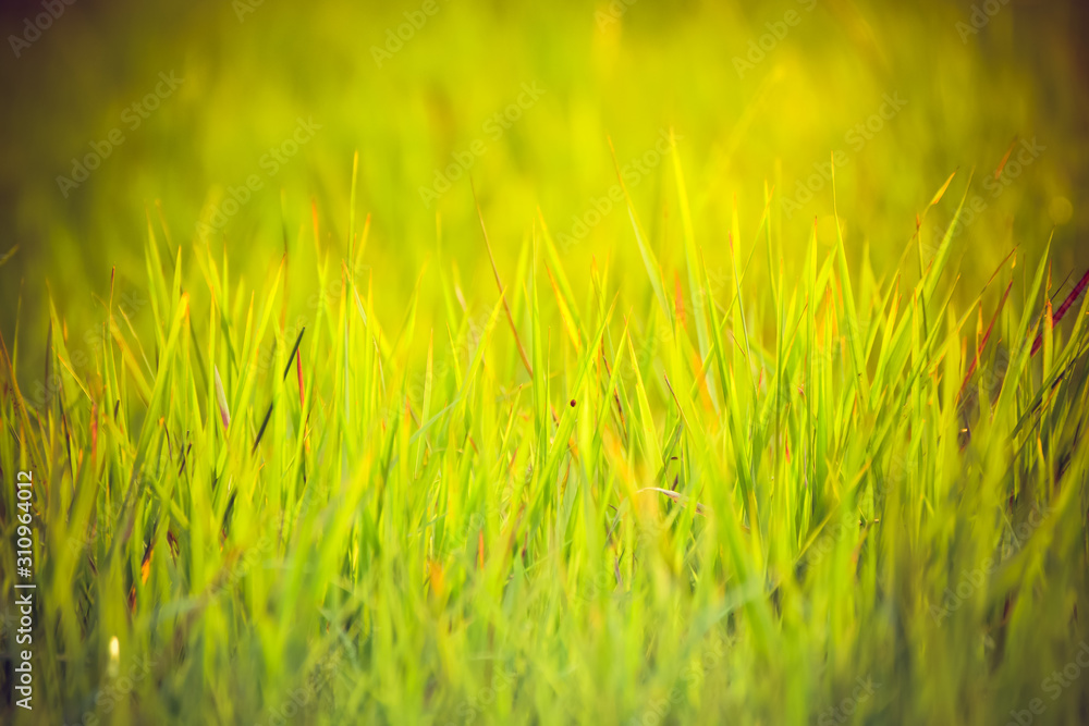 Grass on the field with sunlight. Grass on the field with sunlight.