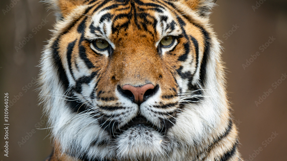 Sumatran tiger headshot very close up looking just off camera