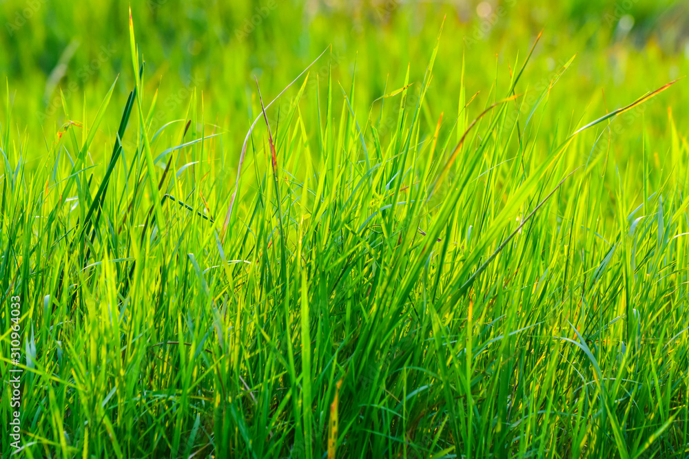 Grass on the field with sunlight.