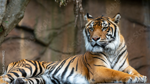 Fotografi Sumatran tiger laying down and looking off frame full body shot