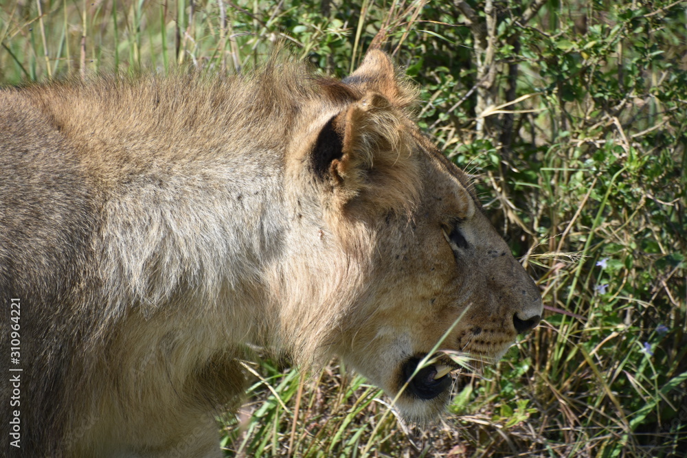 Fototapeta premium Young Male Lion Close Up Profile Facing Right, Masai Mara, Kenya
